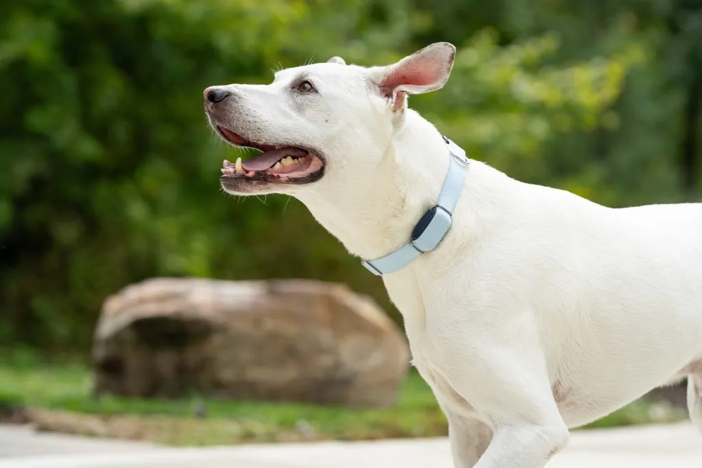 PetSafe Dog Tracker LS Dog Walking Beau